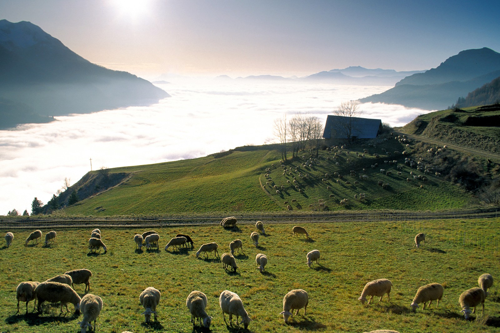Agriculture des Hautes-Alpes Phototh  que Photos Reportages