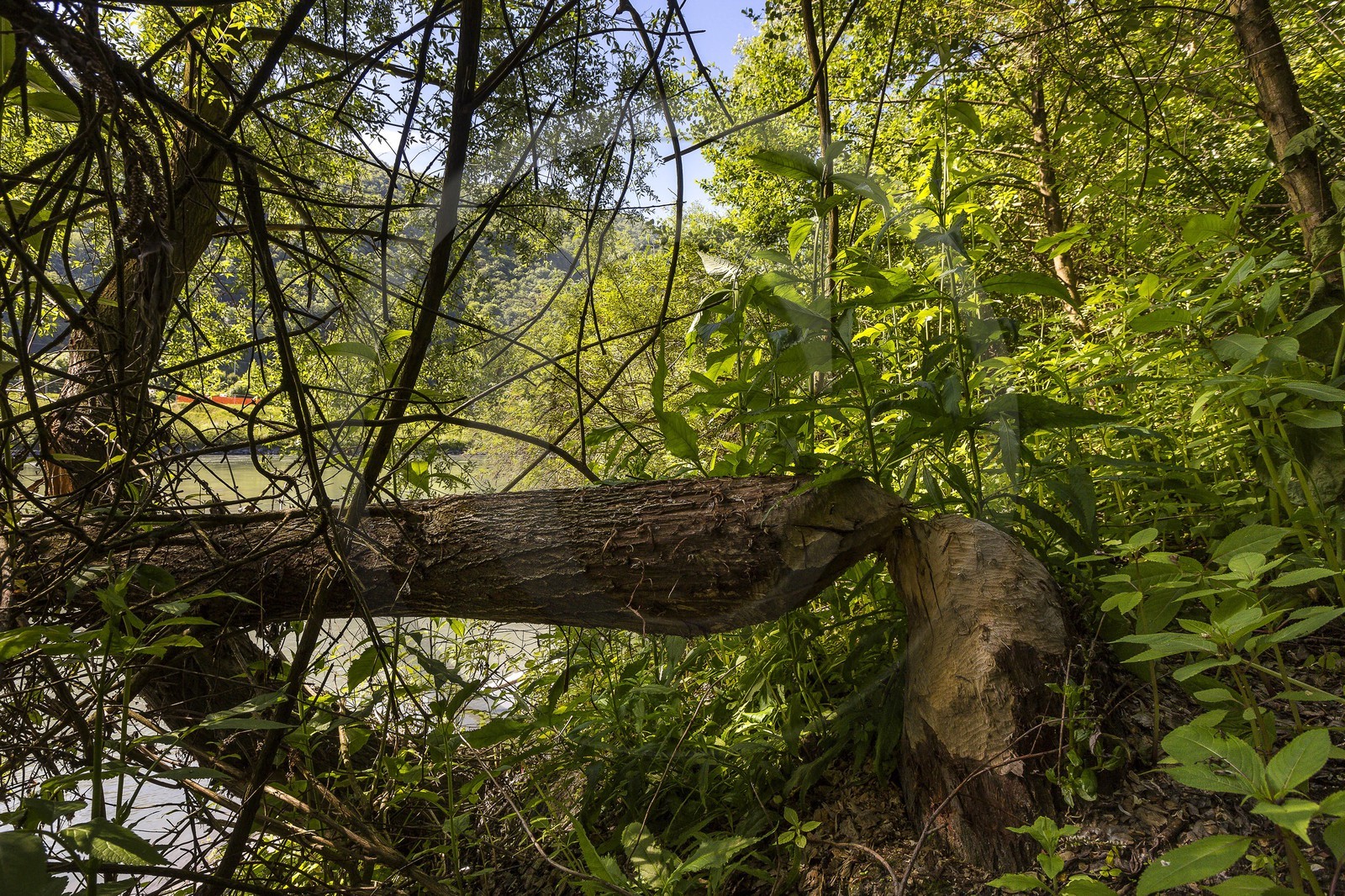 Boucle de la Taillat