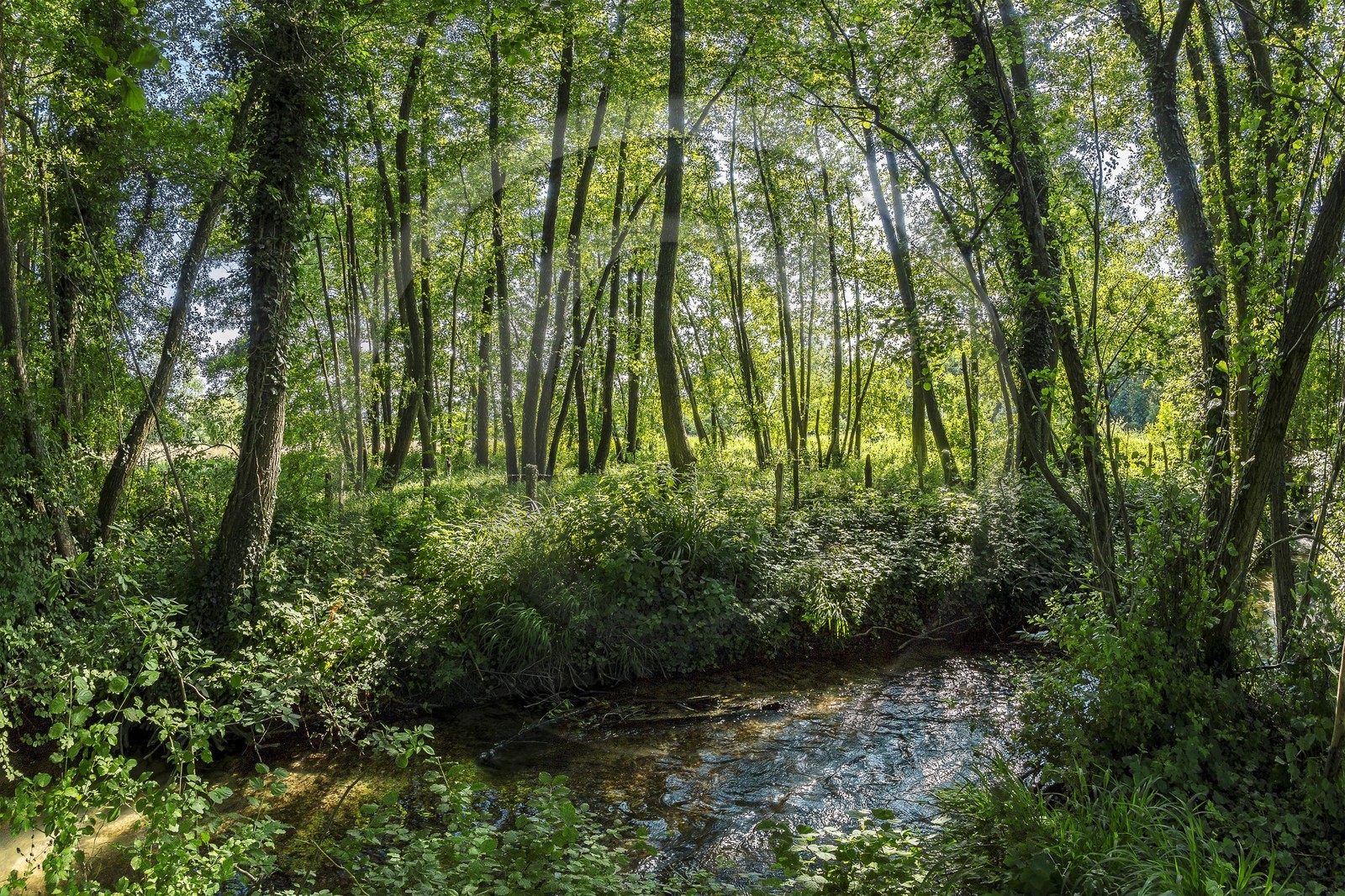 ENS de l'Isère, Zone humide de la Merlière