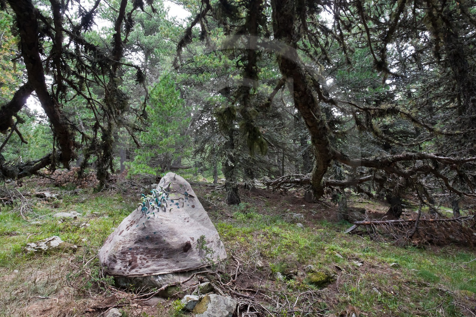 Sentiers Art et Nature Queyras et Val Varaita, Stéphanie Cailleau
