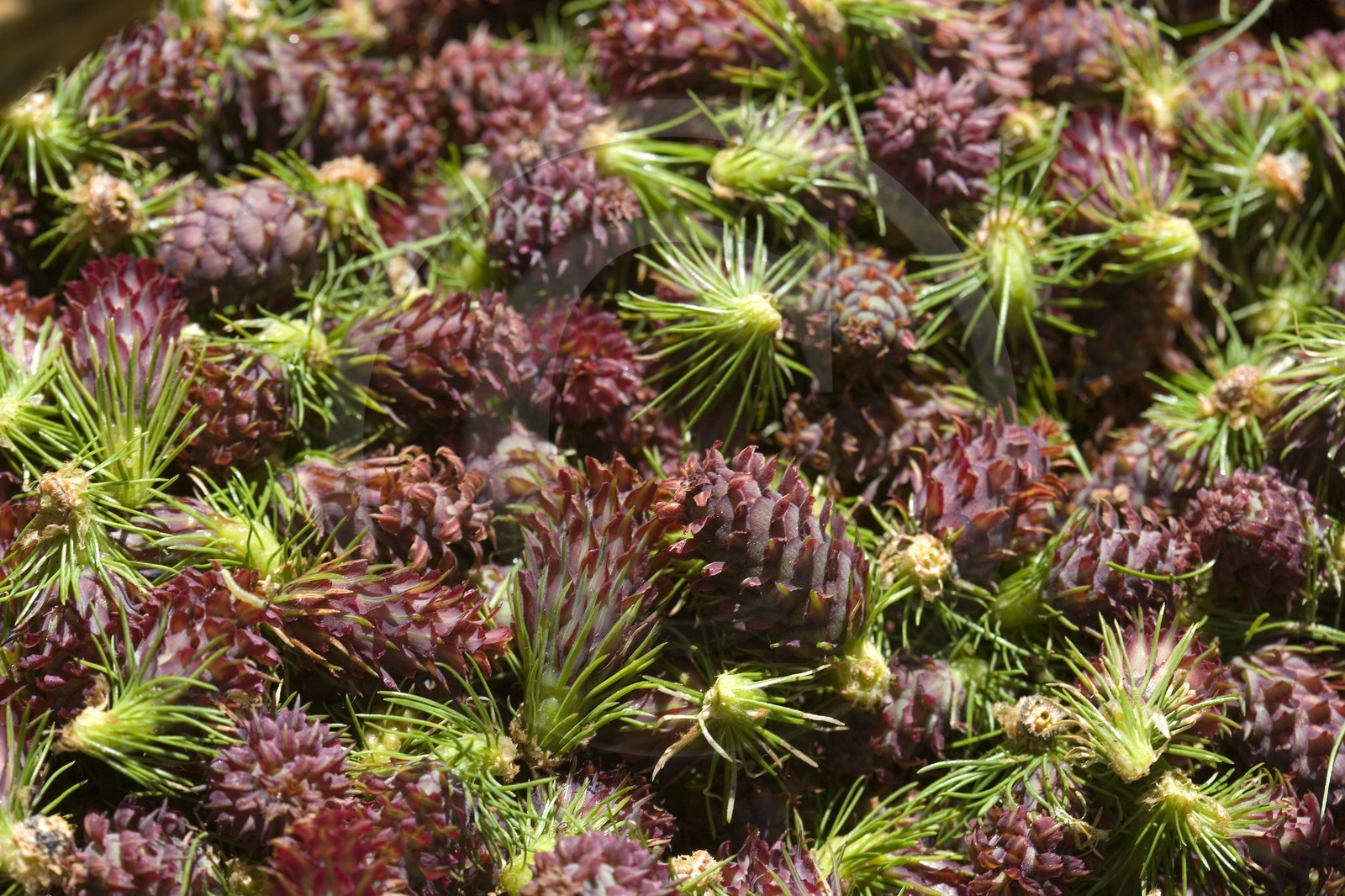 Cône femelle de mélèze (larix décidua)