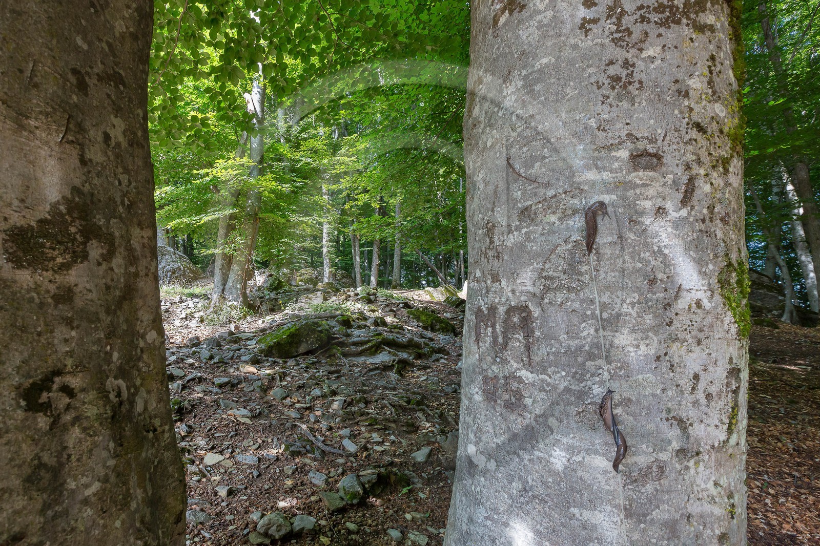 Alpes de Haute-Provence, hêtraie de Pontis