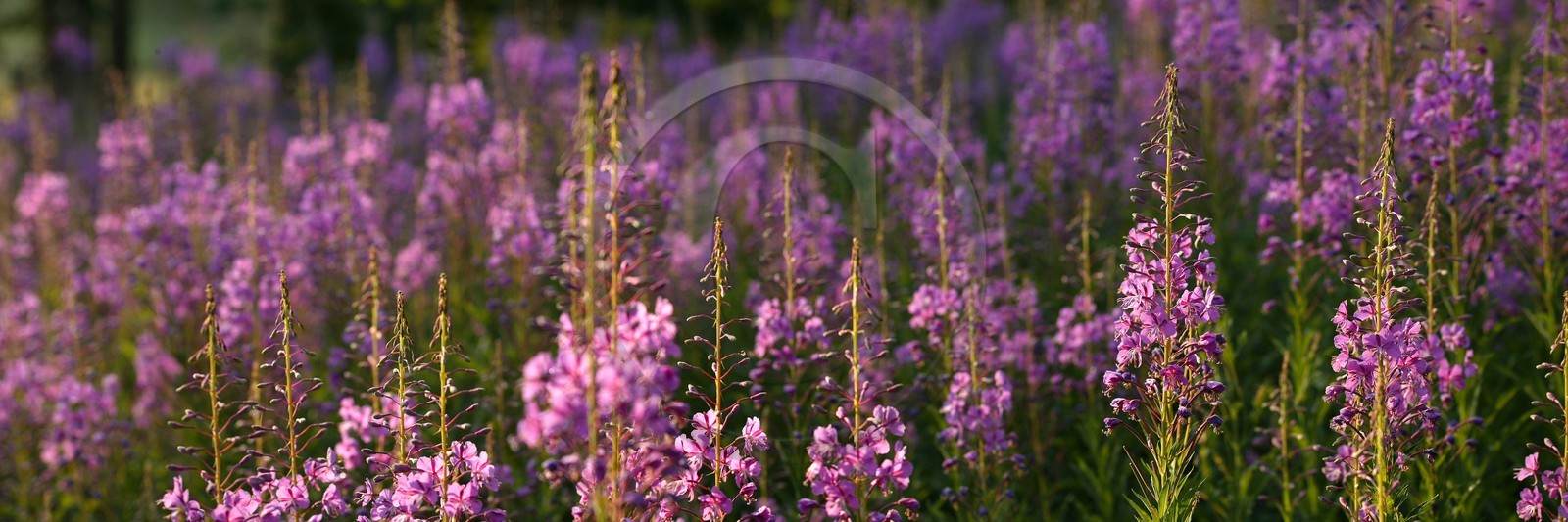 Épilobe en épi ou Laurier de Saint-Antoine, Chamerion angustifolium Épilobe en épi ou Laurier de Saint-Antoine, Chamerion angustifolium