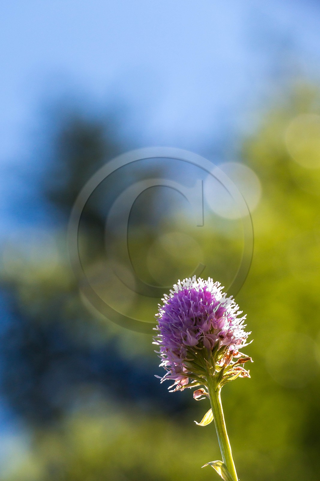 Bois du Chapitre, forêt domaniale de Gap-Chaudun