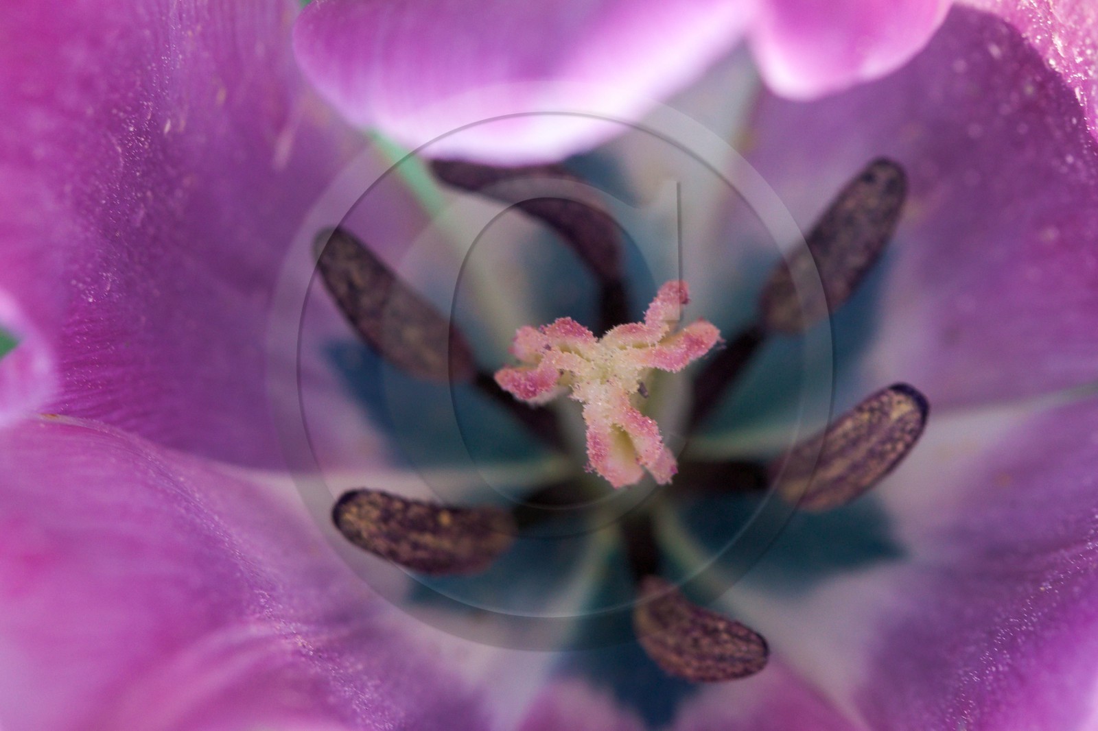 Tulipe de Guillestre, Tulipa platystigma Tulipe de Guillestre, Tulipa platystigma