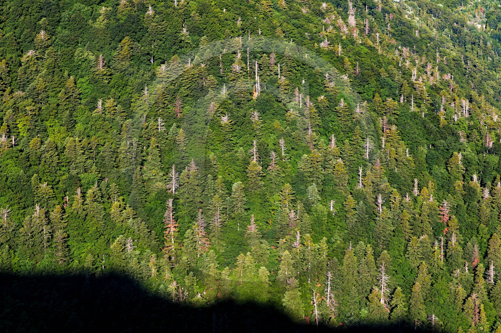 Bois du Chapitre, forêt domaniale de Gap-Chaudun