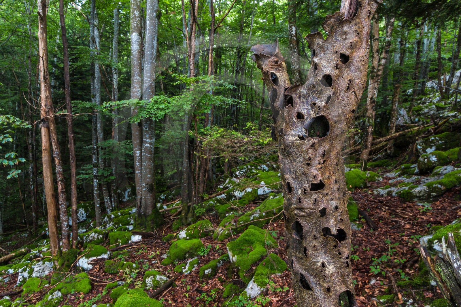 ENS de l'Isère, Les Ecouges