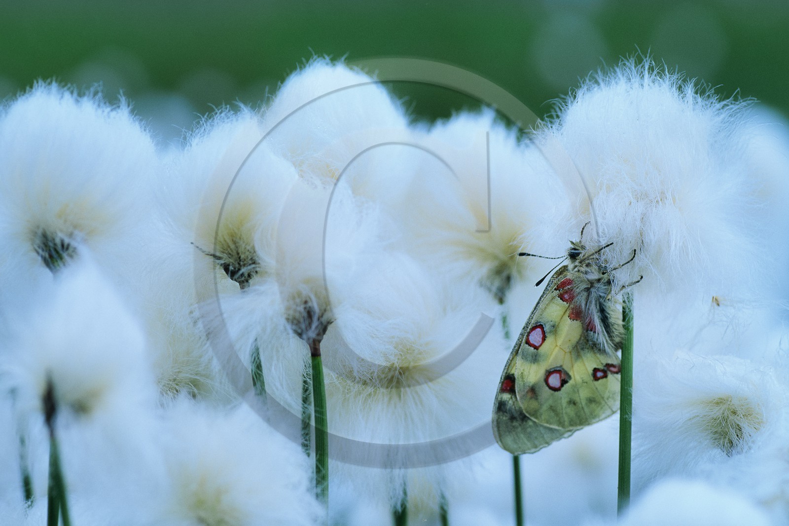 papillon, apollon, parnassius apollo papillon, apollon, parnassius apollo