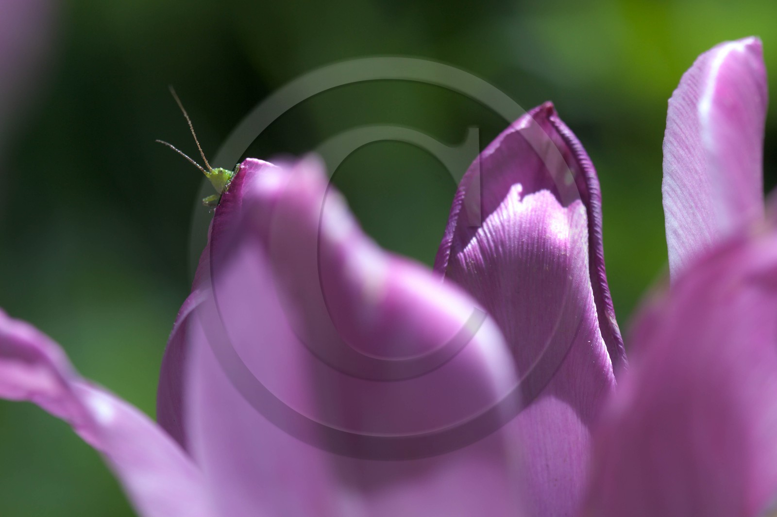 Tulipe de Guillestre, Tulipa platystigma Tulipe de Guillestre, Tulipa platystigma