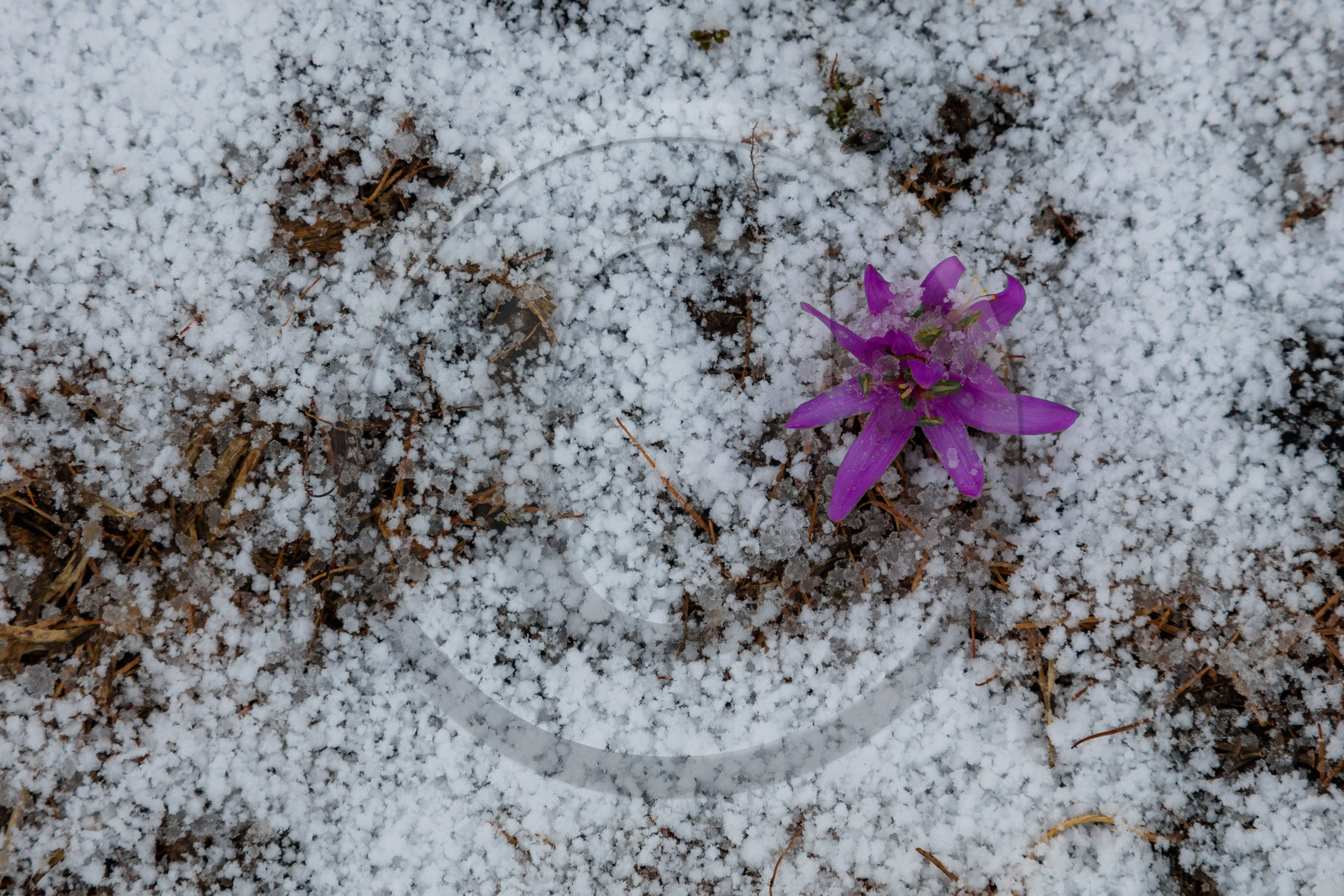 Crocus