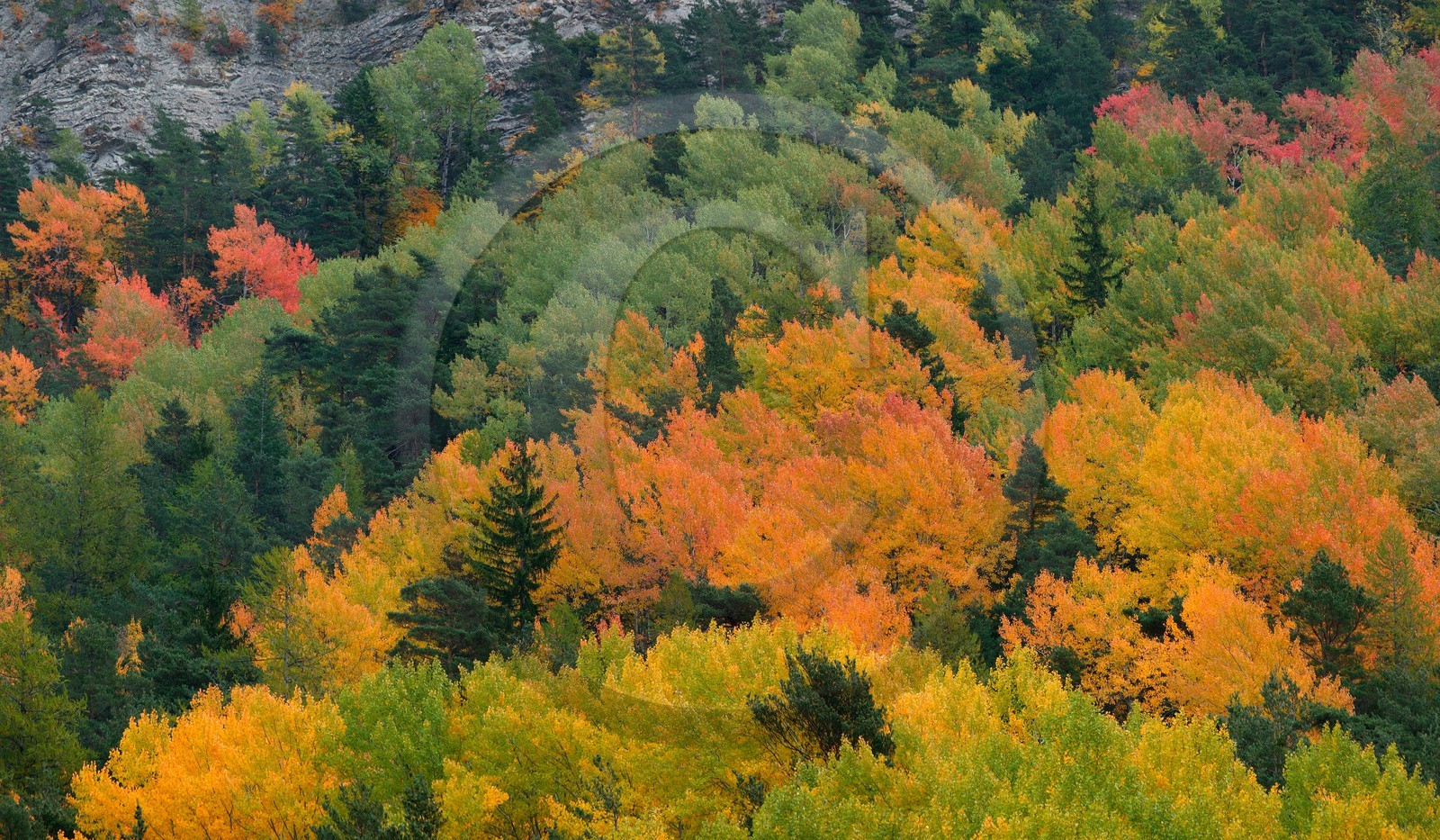 Forêt automne