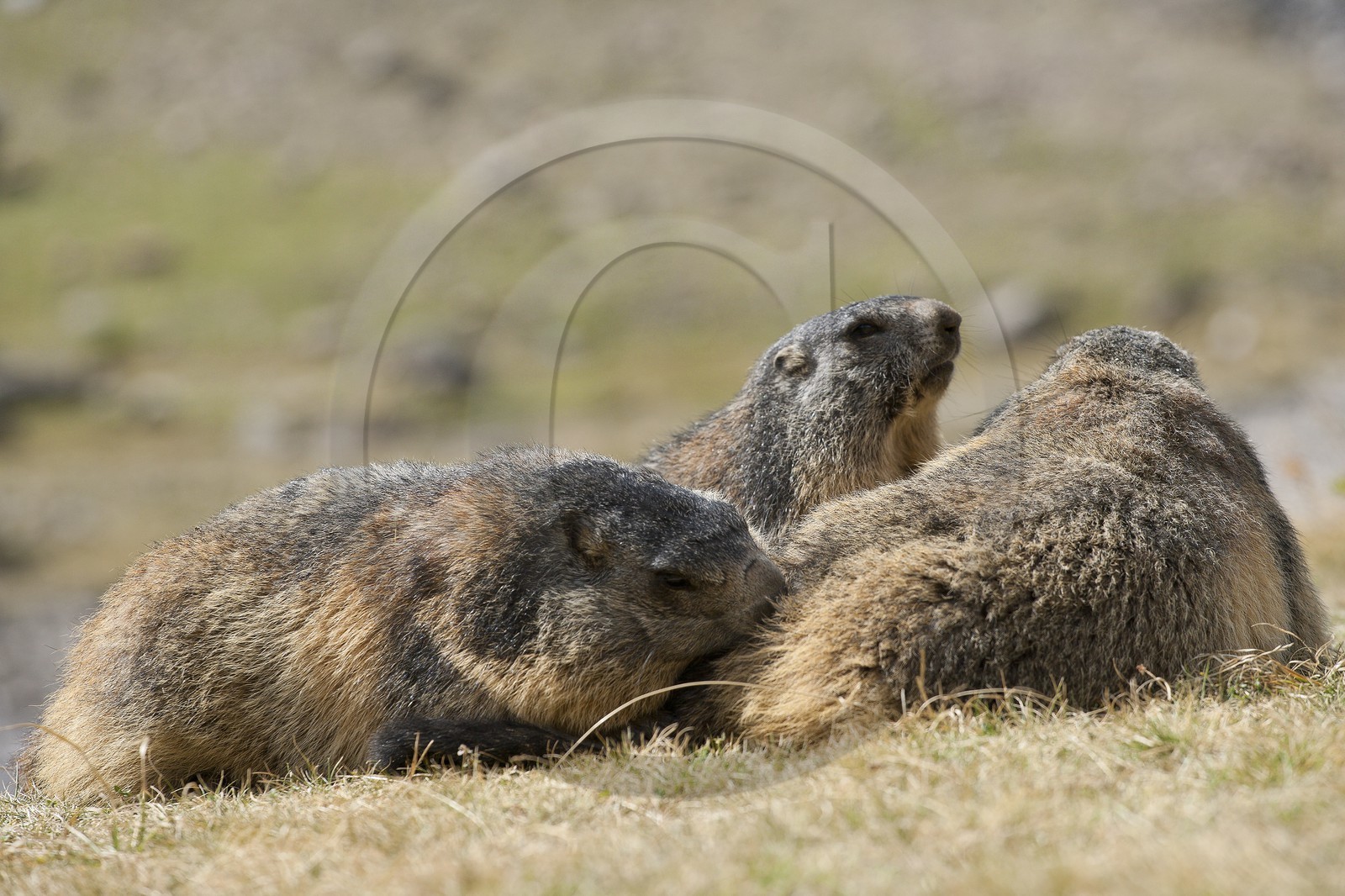 Marmotte des Alpes ( Marmota marmota )