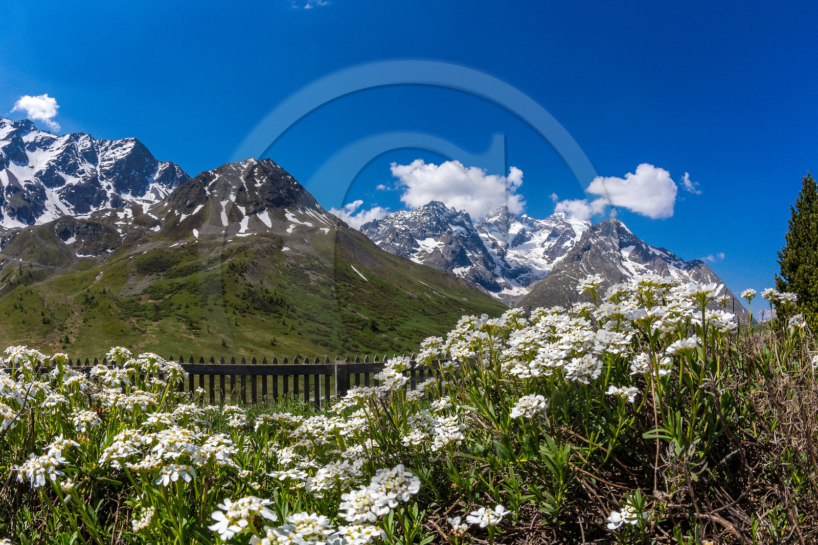 Jardin Botanique Alpin du Lautaret