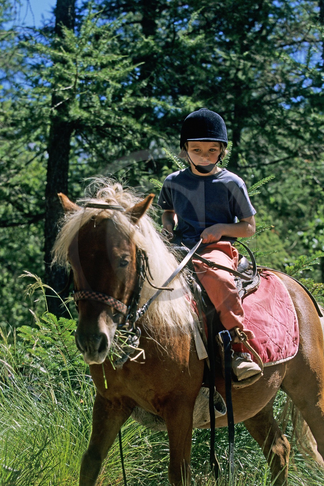 Poney