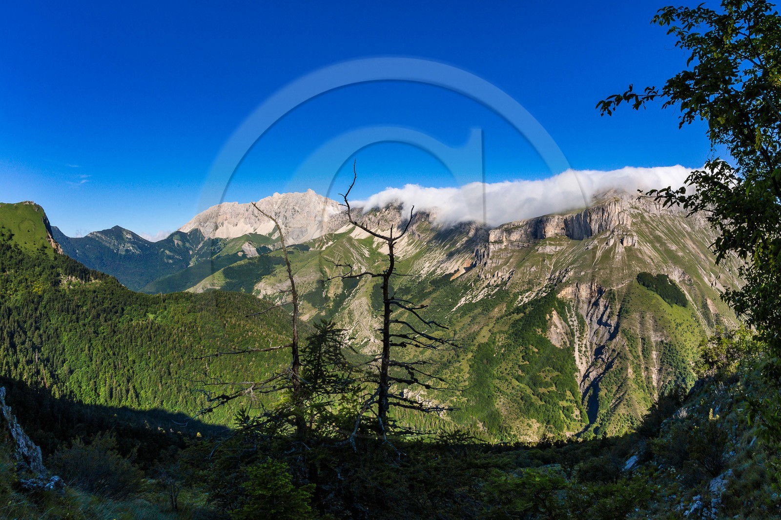 Bois du Chapitre, forêt domaniale de Gap-Chaudun