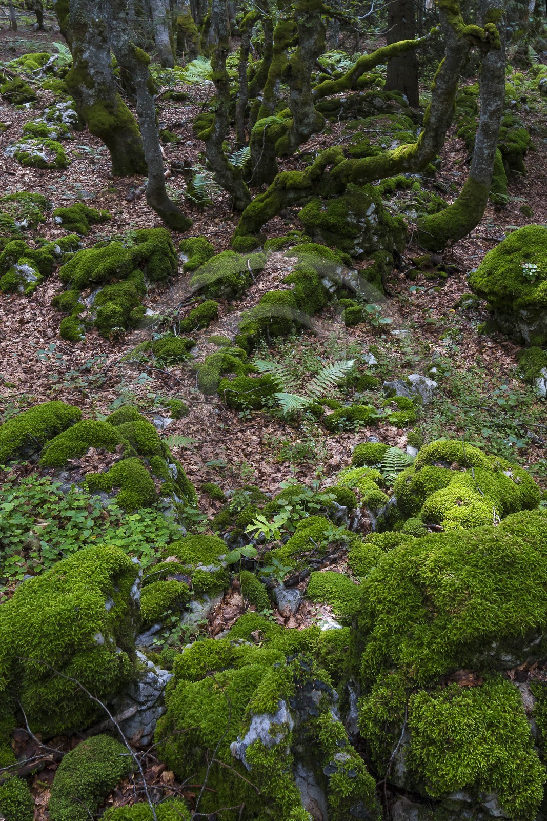 ENS de l'Isère, Plateau de la Molière et du Sornin