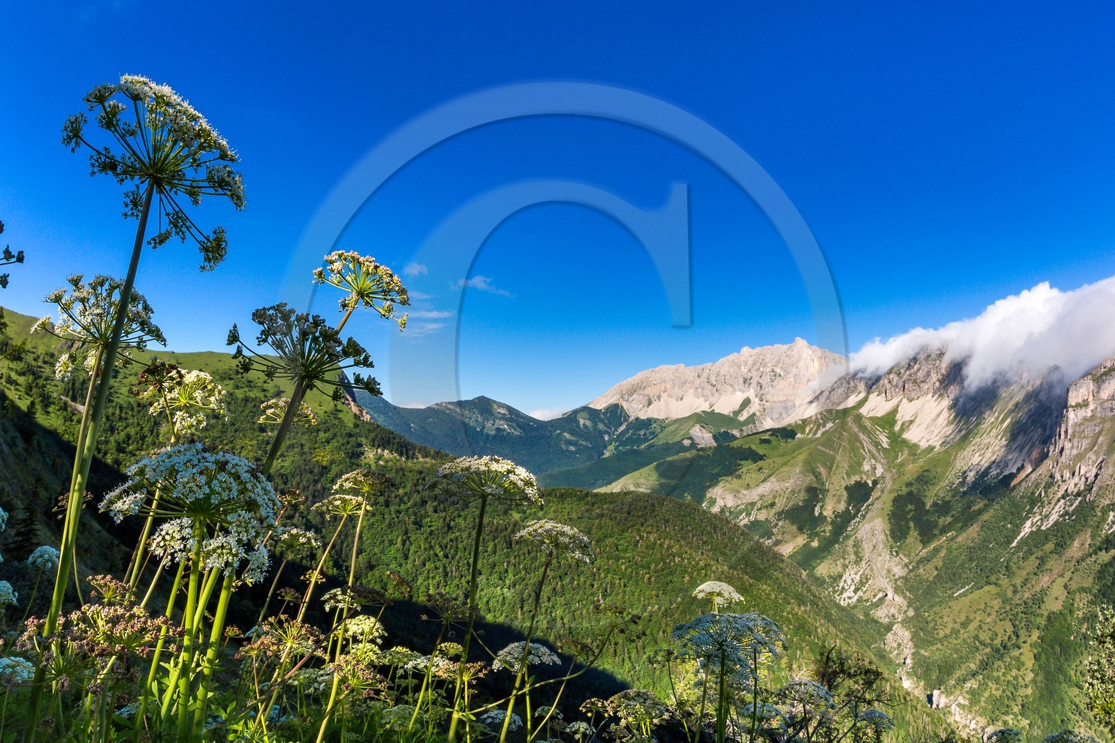 Bois du Chapitre, forêt domaniale de Gap-Chaudun