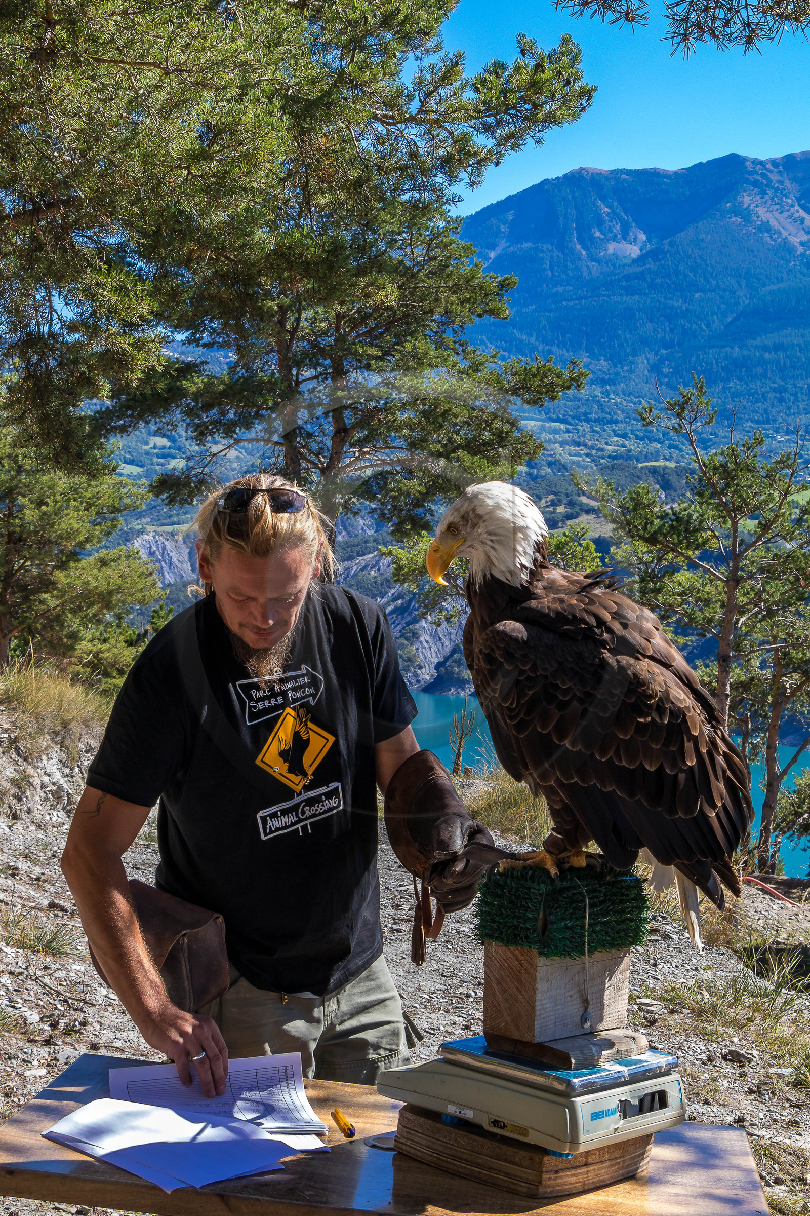 Parc animalier de Serre-Ponçon, Pygargue à tête blanche, Haliaeetus leucocephalus
