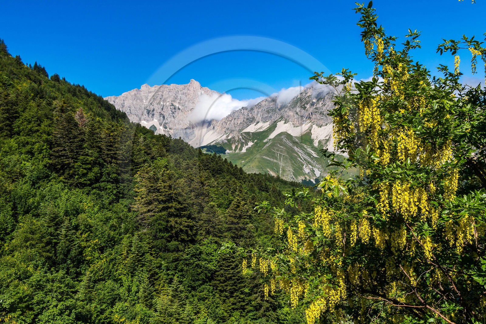 Bois du Chapitre, forêt domaniale de Gap-Chaudun
