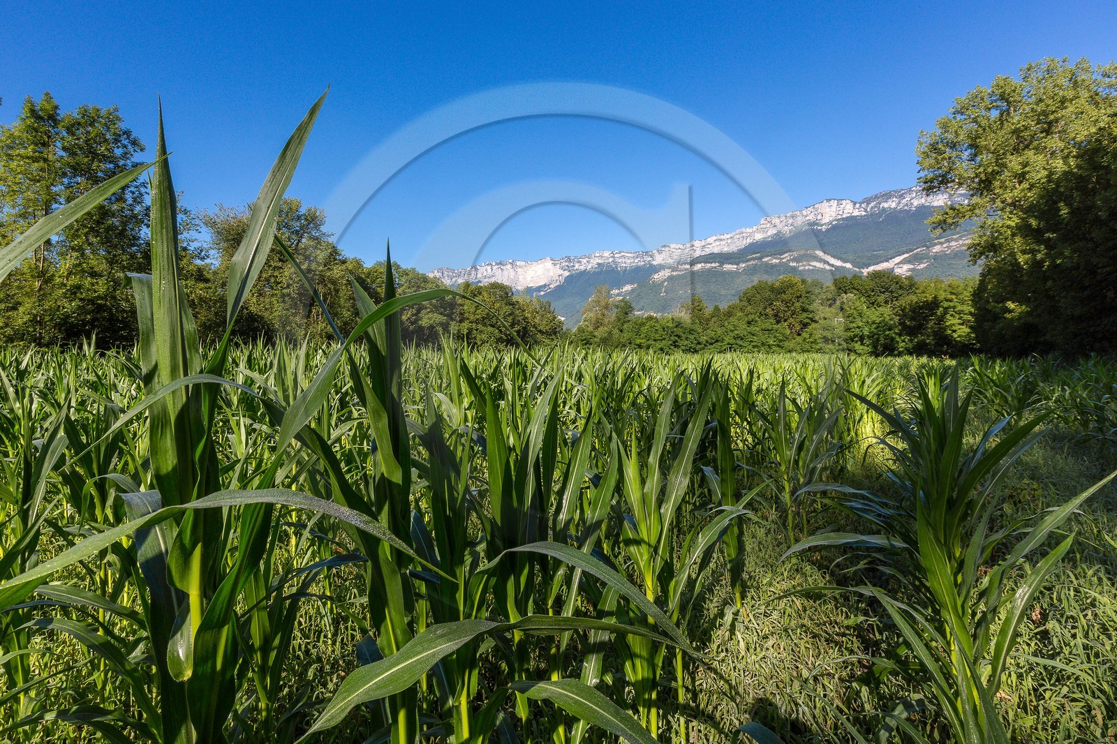 ENS de l'Isère, espace alluvial de la Rolande, culture du maïs
