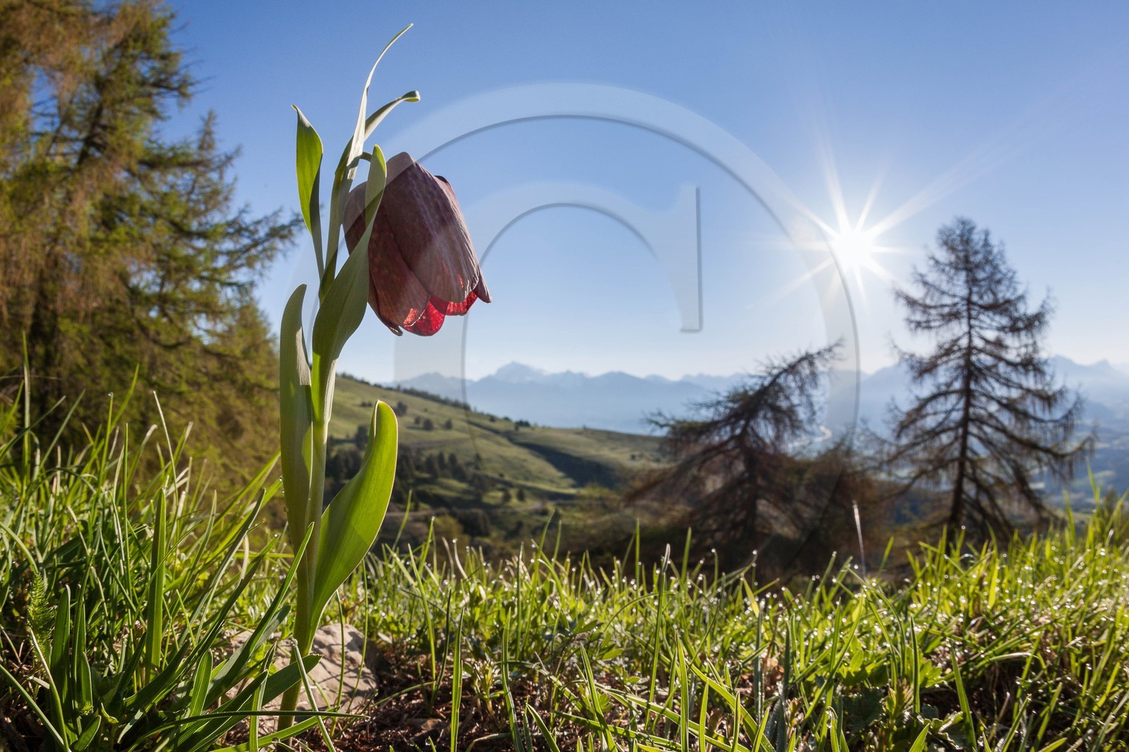 Fritillaire du Dauphiné , Fritillaria tubiformis