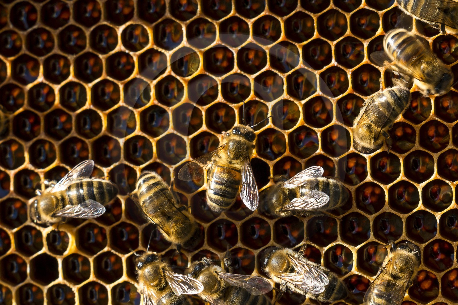 Vallée du Champsaur, Gérald Tiron, apiculteur