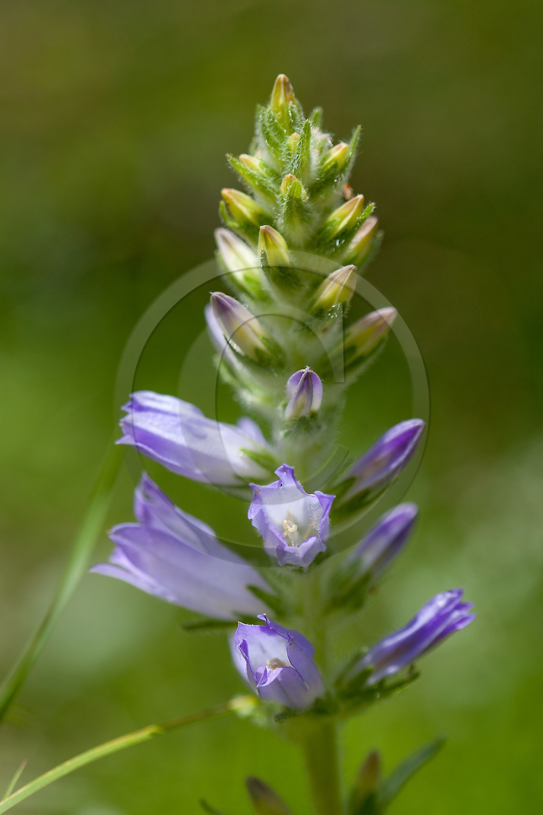 Gentiane asclépiade, Gentiana asclepiadea