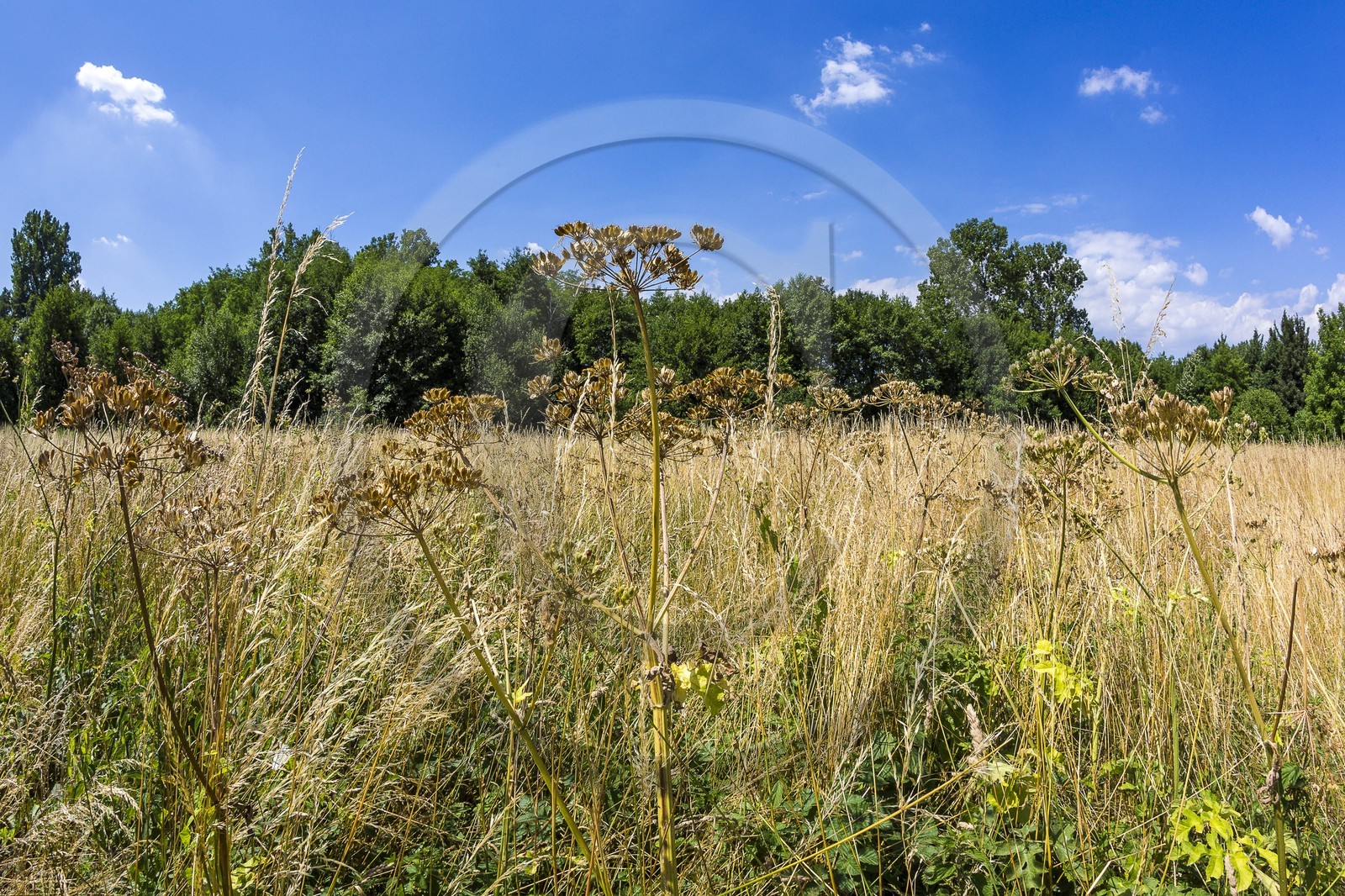 ENS de l'Isère, Zone humide de la Merlière ENS de l'Isère, Zone humide de la Merlière