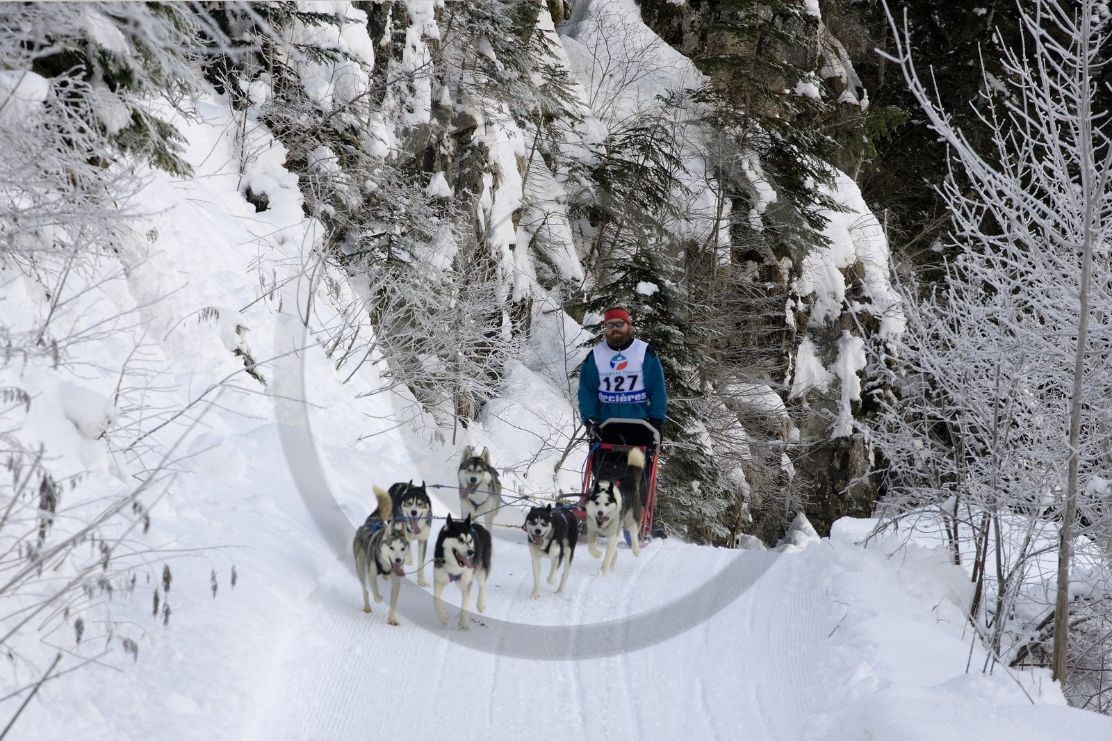 Chiens d'attelage