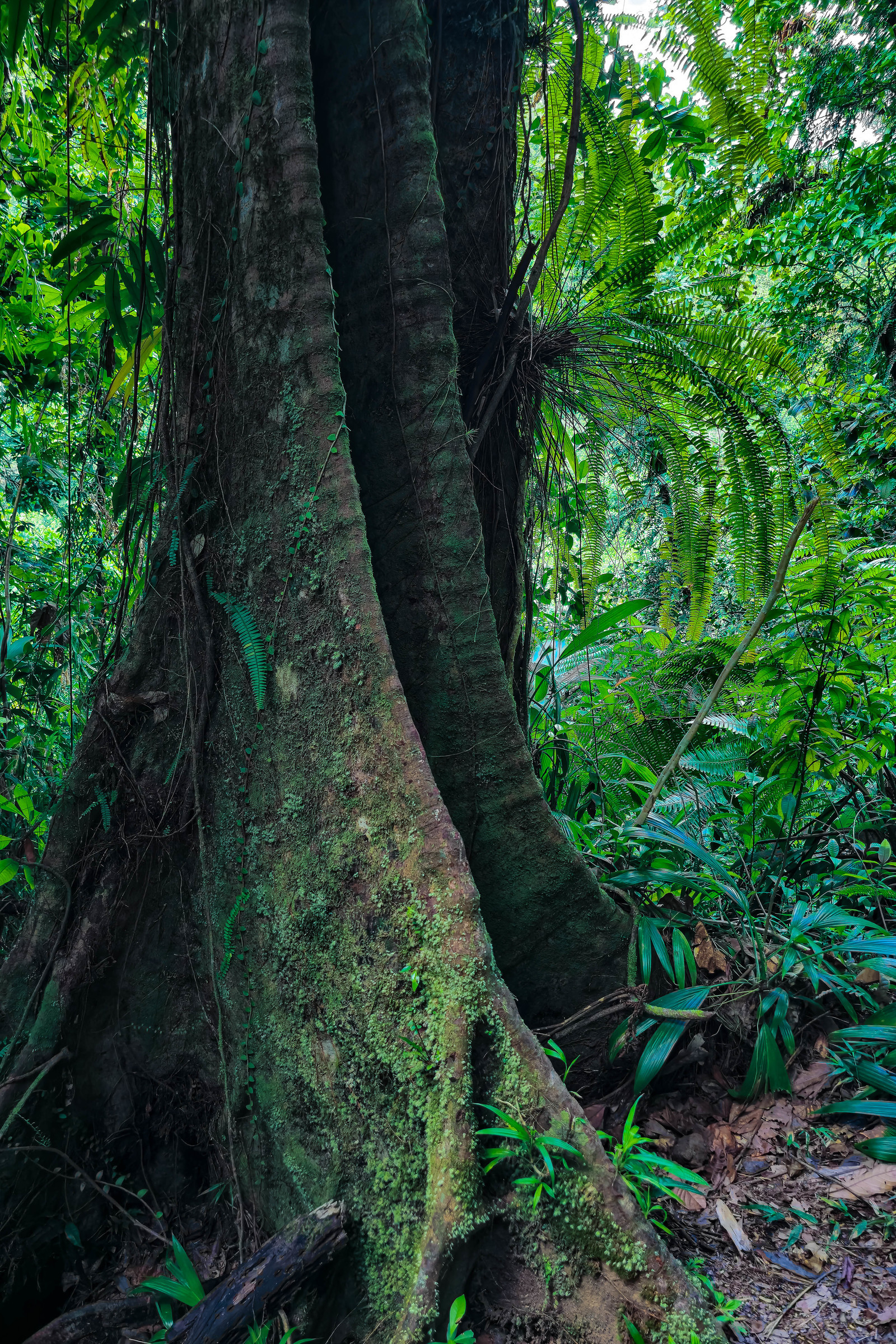 Forêt tropicale, Parc national de la Guadeloupe