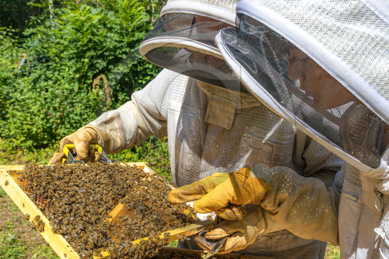 Margaux and Didier Pissard, beekeepers