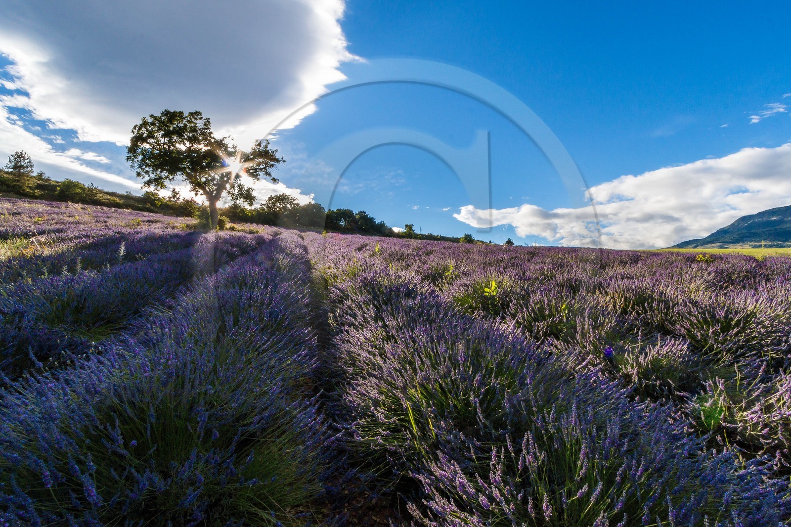 vallée des Duyes, Thoard