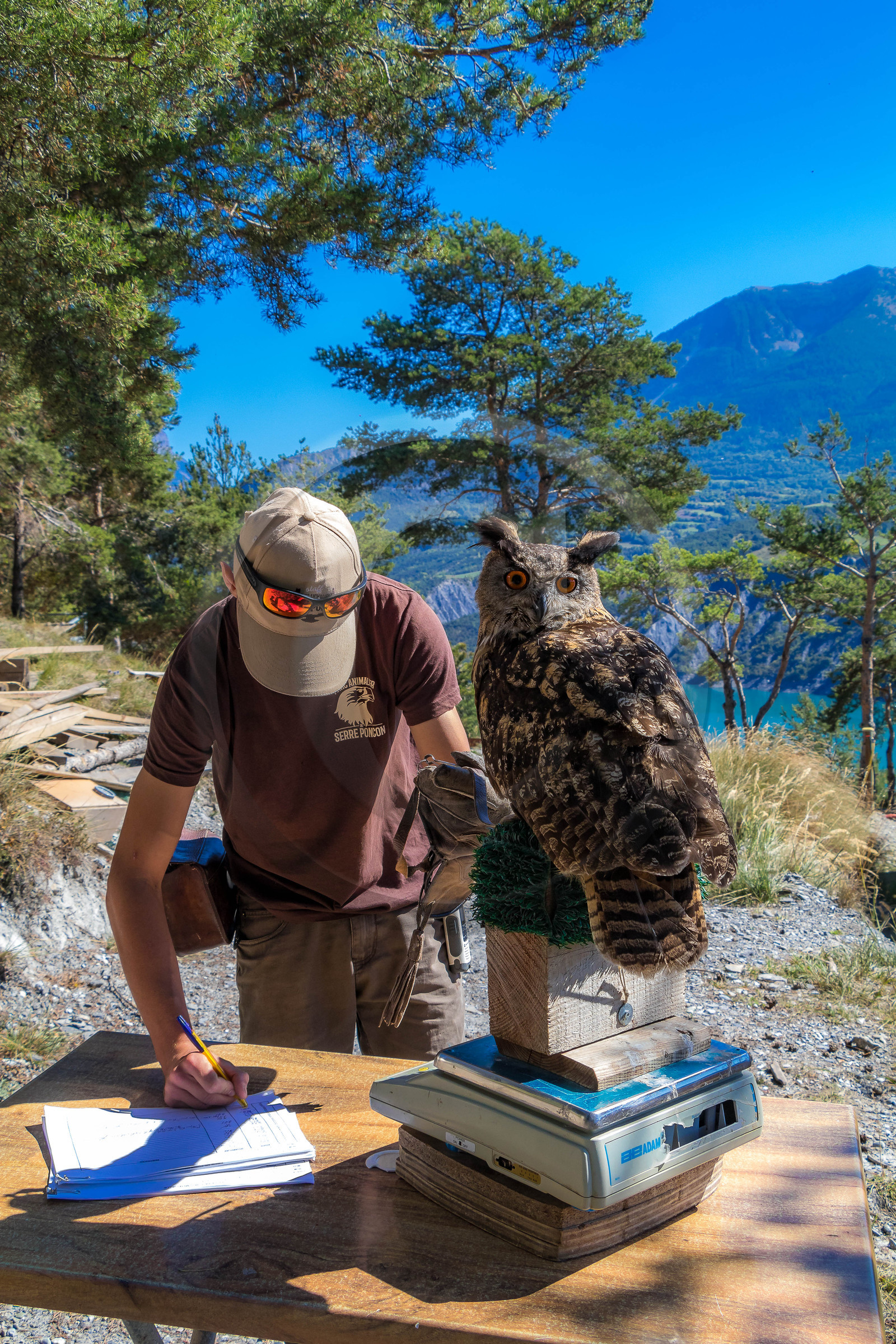 Parc animalier de Serre-Ponçon, Hibou grand-duc, Bubo bubo