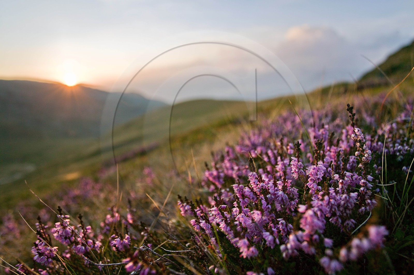 Bruyère des Alpes, Erica herbacea