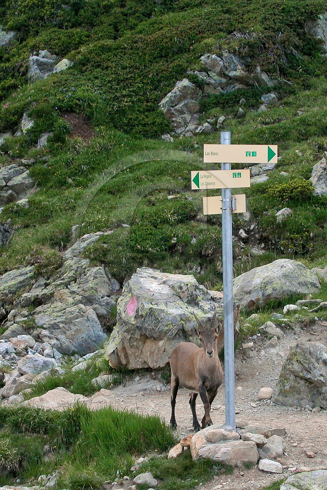 Bouquetin, ou bouquetin des Alpes (Capra ibex)  - Bouquetin, ou bouquetin des Alpes (Capra ibex)  -