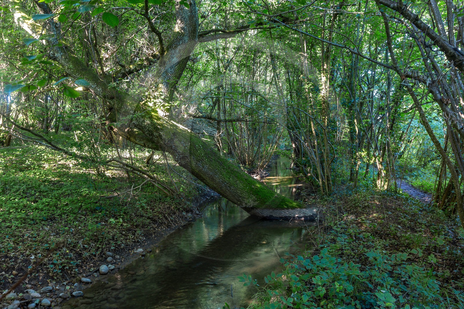 ENS de l'Isère, étang de Montjoux