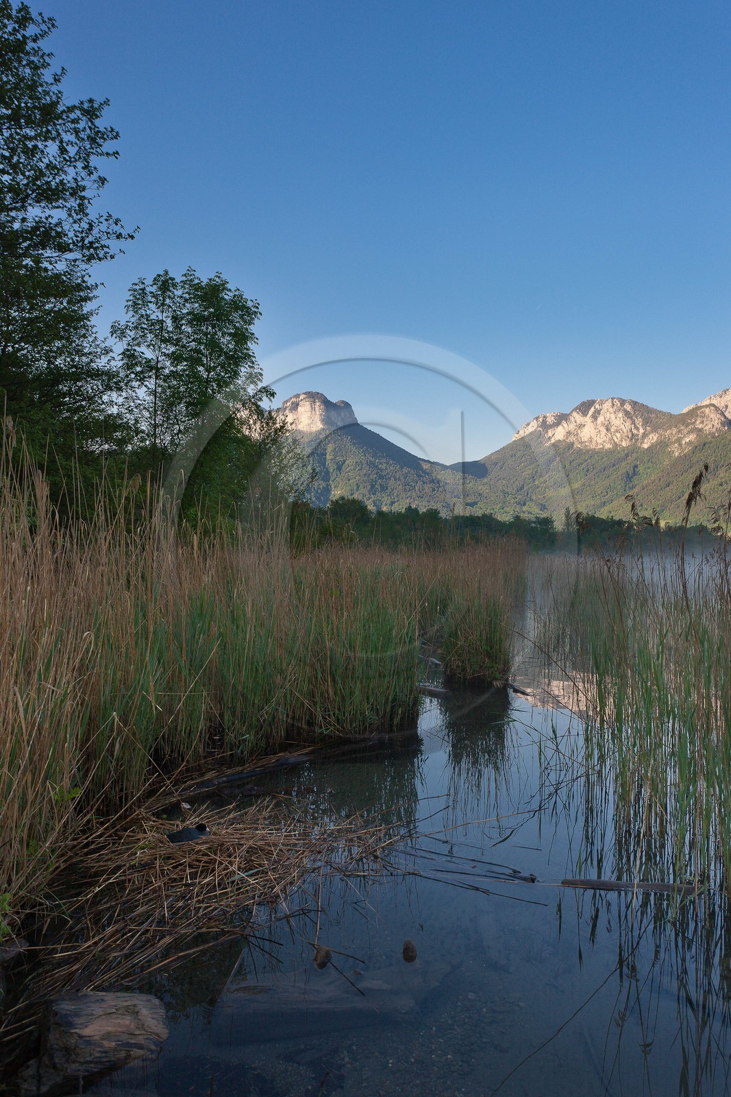 Réserve naturelle du Bout du Lac d'Annecy, Foulque macroule (Fulica atra) dans la roselière