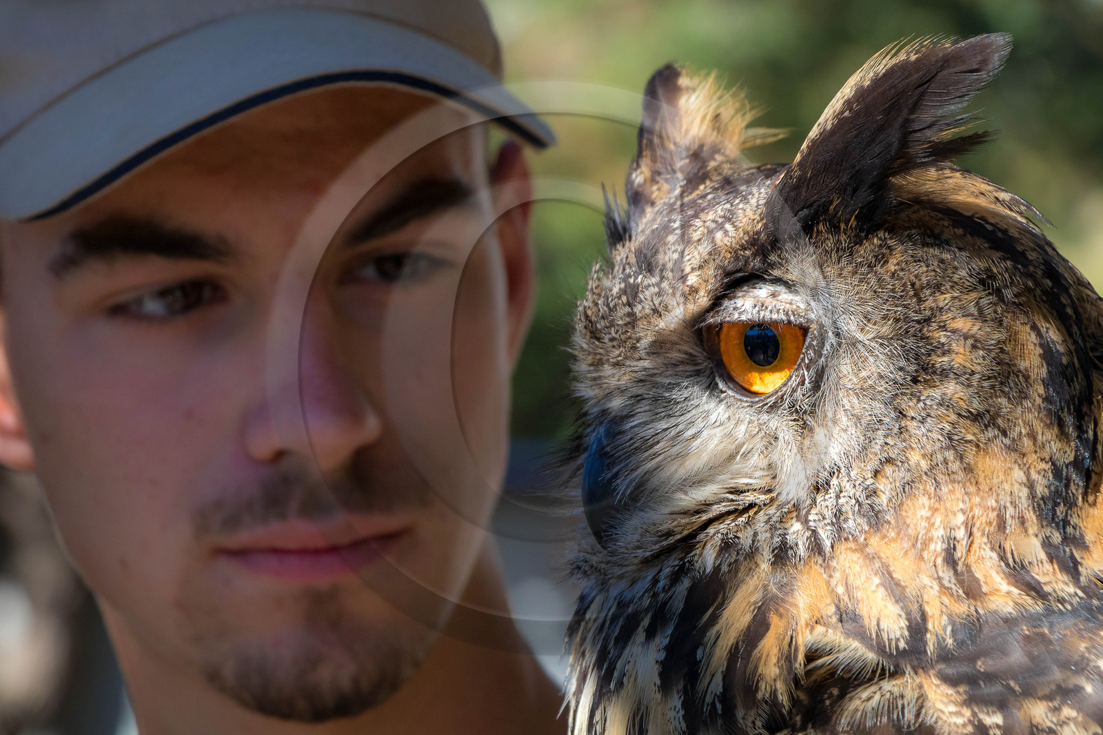 Parc animalier de Serre-Ponçon, Hibou grand-duc, Bubo bubo