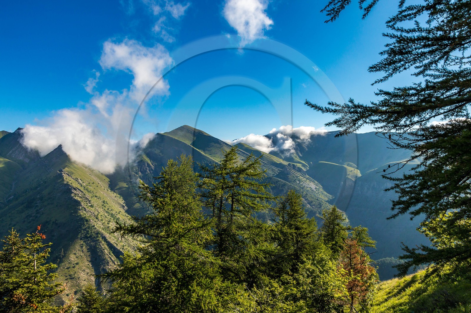 Bois du Chapitre, forêt domaniale de Gap-Chaudun