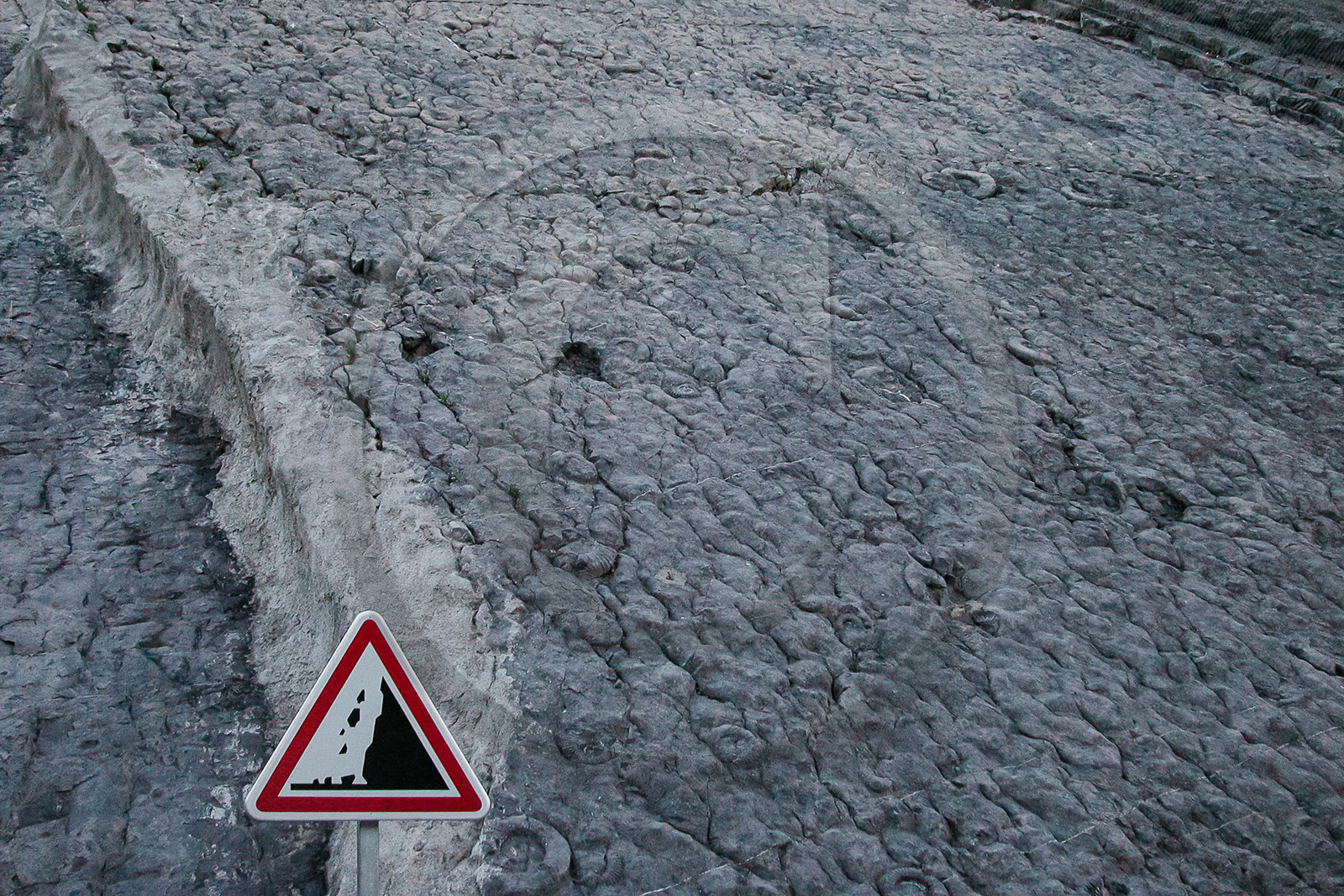 Dalle à ammonites