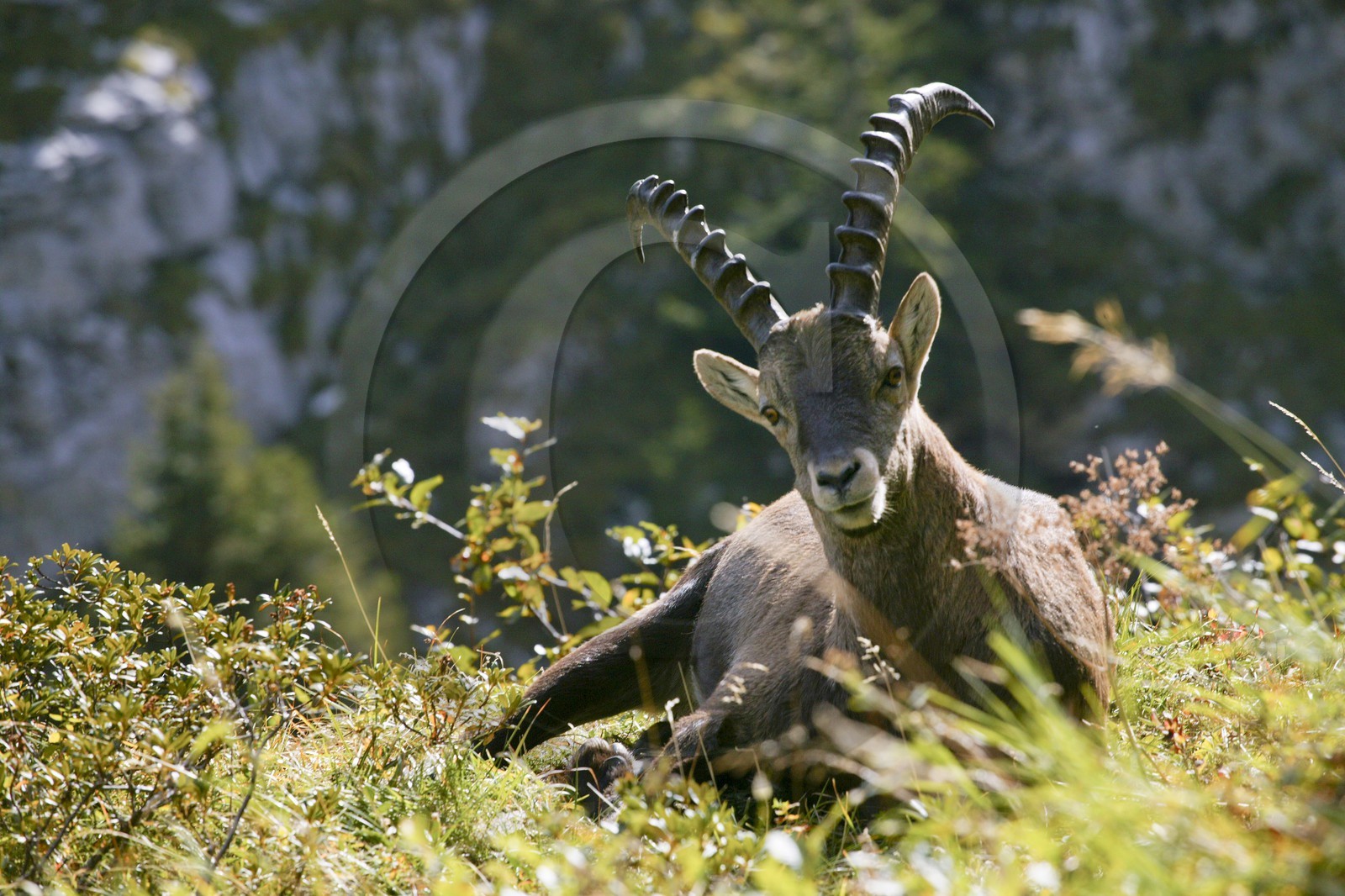 Bouquetin, ou bouquetin des Alpes (Capra ibex)