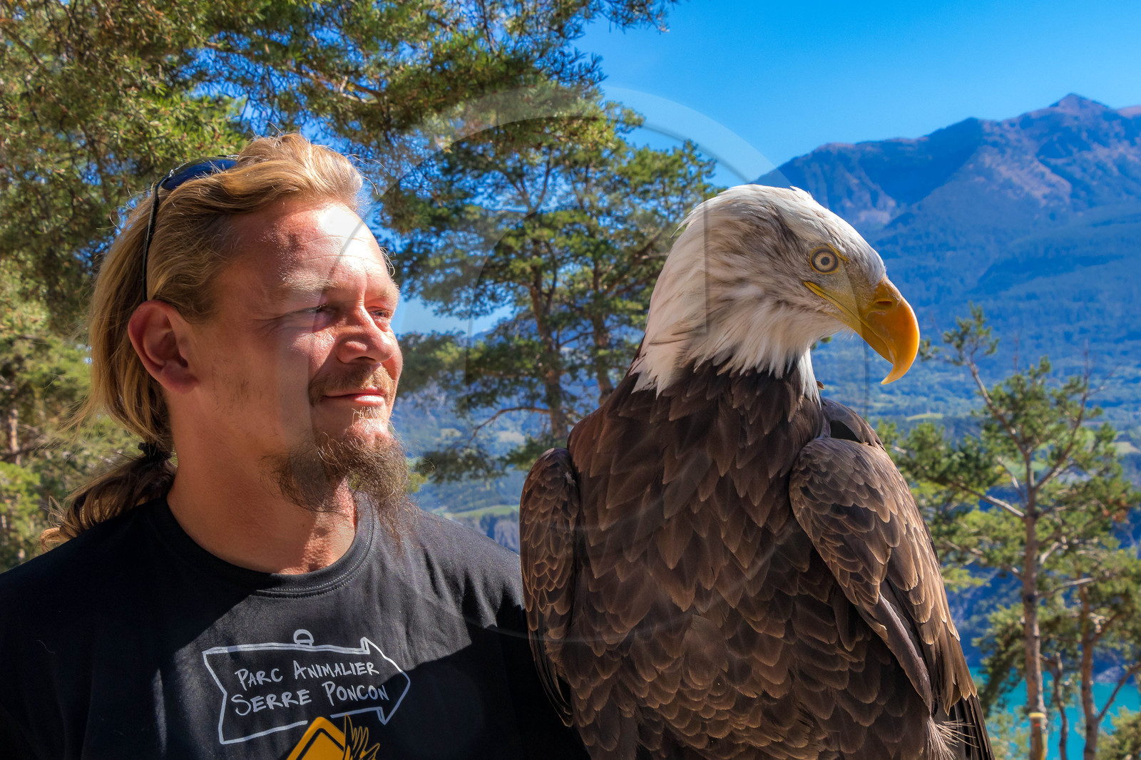 Parc animalier de Serre-Ponçon, Pygargue à tête blanche, Haliaeetus leucocephalus
