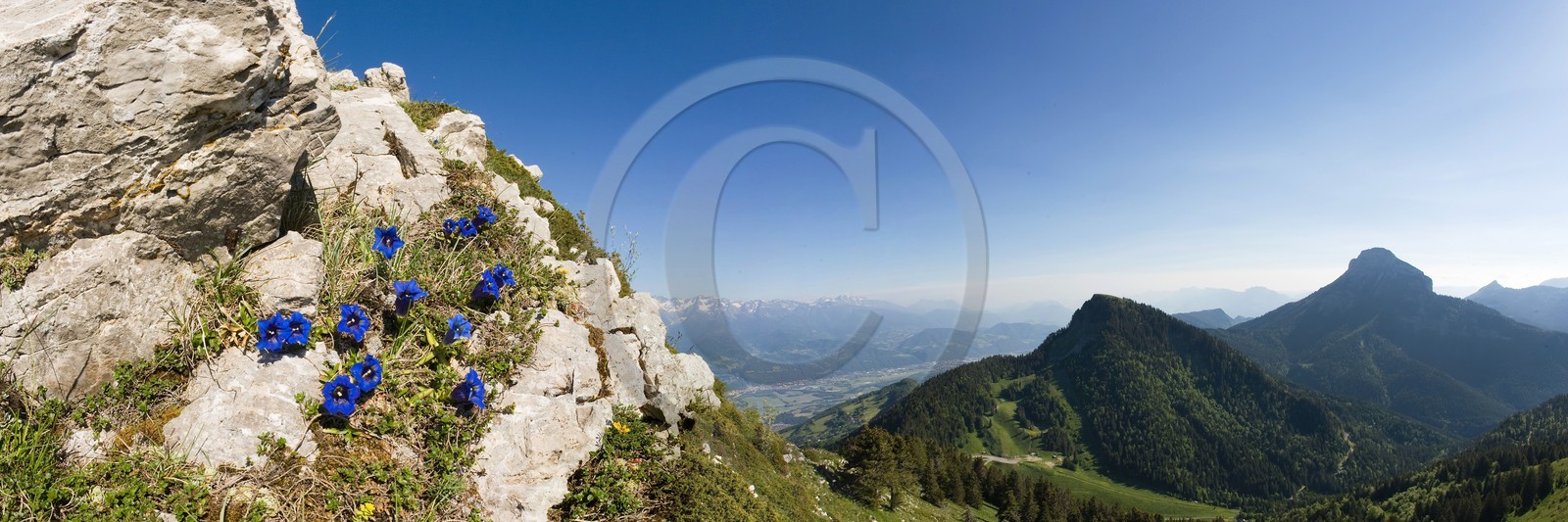 Gentiane acaule, Gentiana acaulis