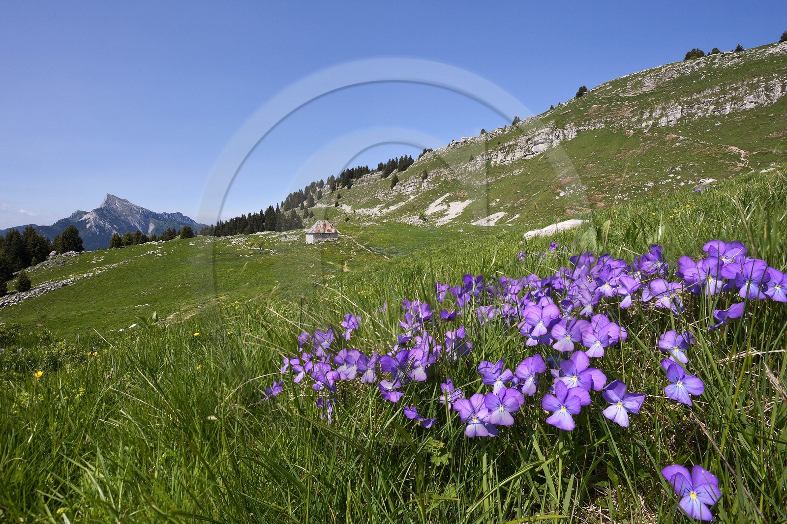 Le Grand Som depuis l'alpage de Pravouta, pensées, viola