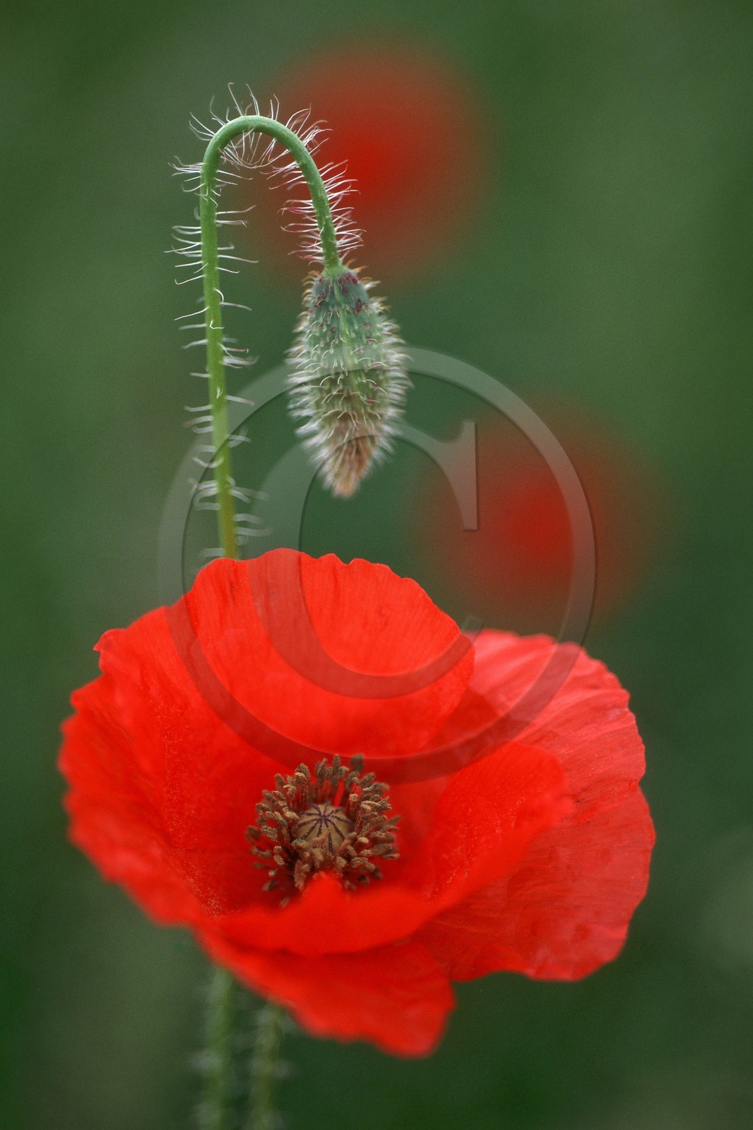 Coquelicot, Papaver rhoeas