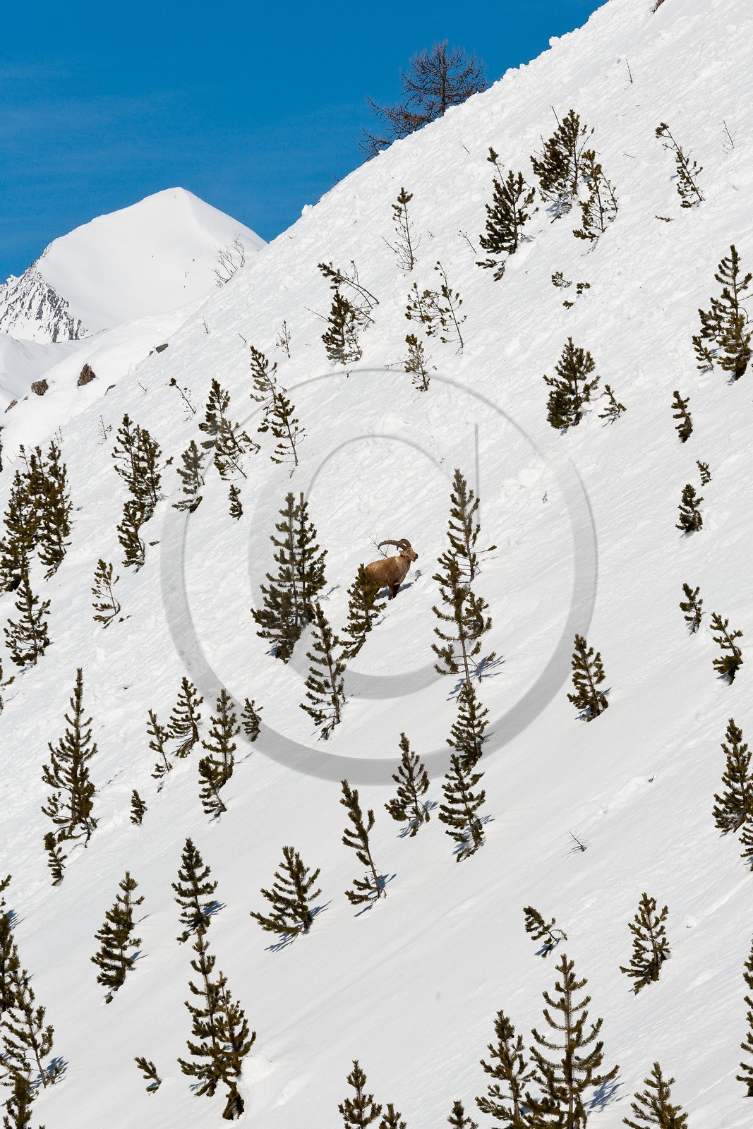 Bouquetin, ou bouquetin des Alpes (Capra ibex)  -