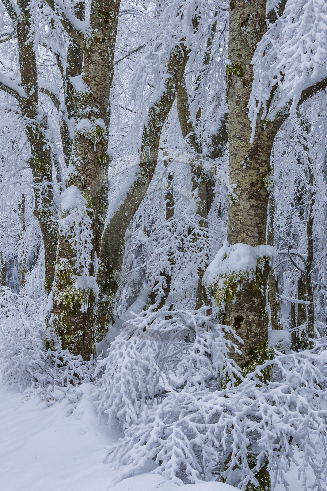 ENS de l'Isère, Les Ecouges ENS de l'Isère, Les Ecouges