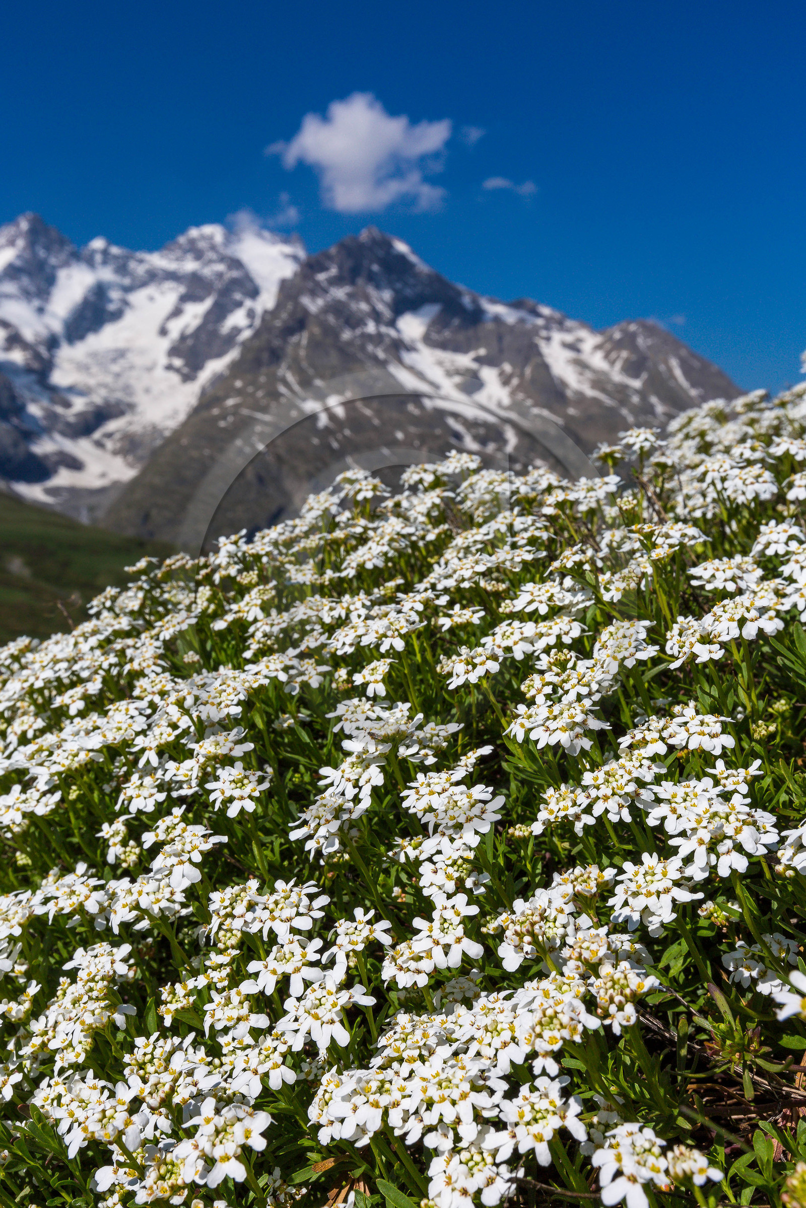 Jardin Botanique Alpin du Lautaret