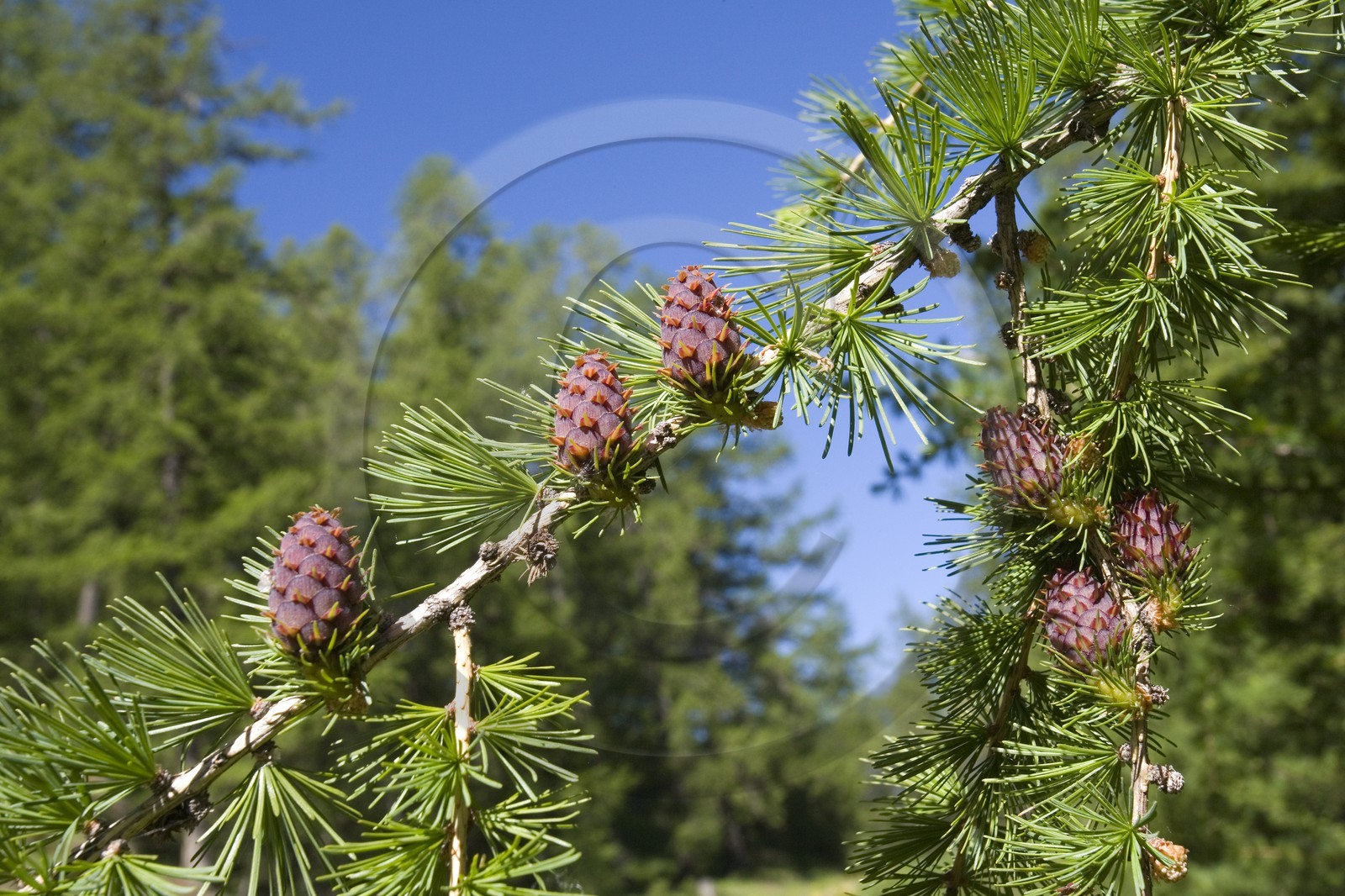 Cône femelle de mélèze (larix décidua)