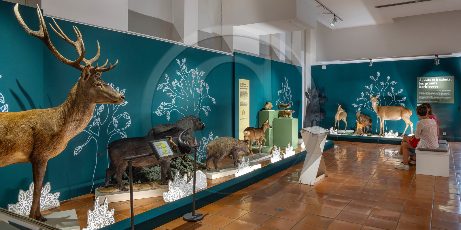 Musée Muséum départemental des Hautes-Alpes, Exposition Nuit